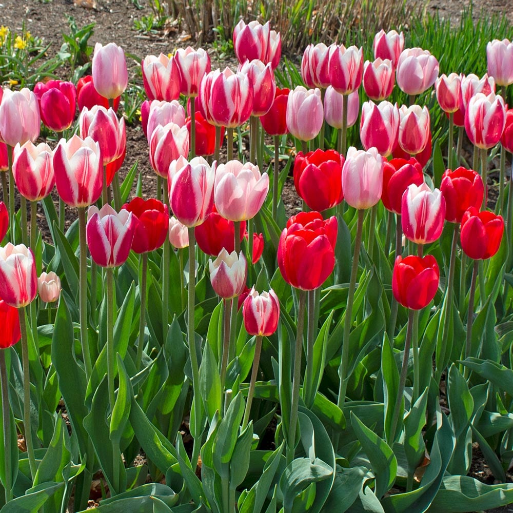 Perennial Delight Tulip Mixture Seeds